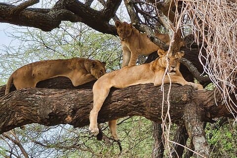 Aus Arusha: Geführter Tagesausflug zum Tarangire Nationalpark