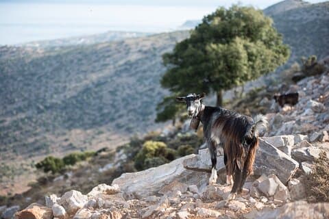 PRIVATE-Zeus’ Birthplace - Knossos-Olive oil Factory-Old Villages
