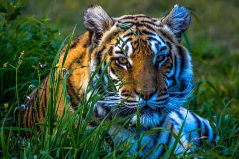 4-dages Golden Triangle Tour med Ranthambore Tiger Safari