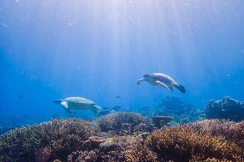 1 Day Diving Experience in Semporna