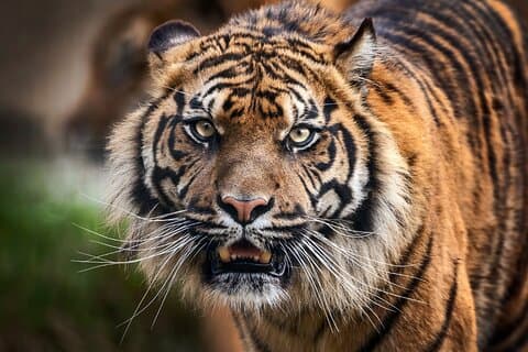 Tour reale del Rajasthan di 12 giorni - Taj Mahal Tigers Lakes & Wildlife