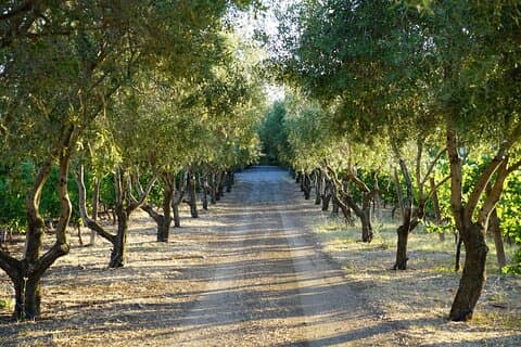 Vignobles de la campagne de Rome et dégustation de vins - Visite privée