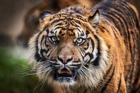 8 dagars Delhi Agra Ranthambore Udaipur Jaipur Delhi Tour (Taj, Tigers & Lakes)