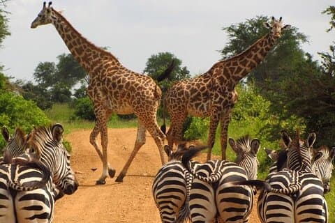 Excursão ao Centro Girafa e ao Parque Nacional de Nairobi