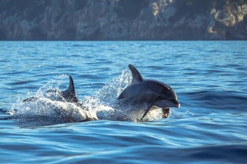 Guided Dolphin Watching in the Arrábida Natural Park