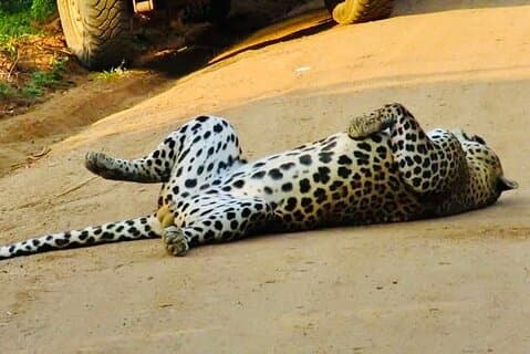 Safari léopard privé dans le parc national de Yala au départ de Galle