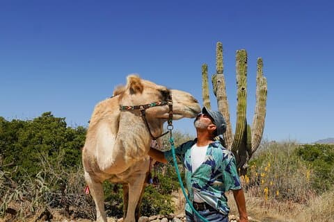 Magical Todos Santos Tour, Camel Ranch, Lunch and Tequila
