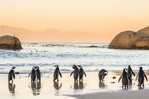 Kaapse Schiereiland & Boulders Beach Dagtrip vanuit Kaapstad