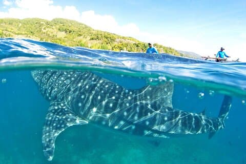Tiburón Ballena, Barranquismo, Carrera de Sardinas y Tortugas con Transpo
