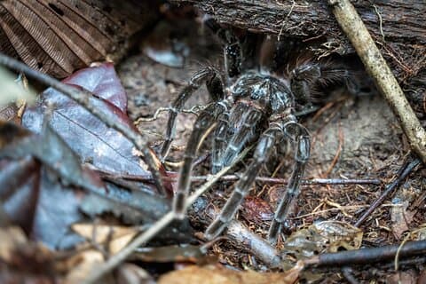 Amazon Survival Tour 5D / 4N