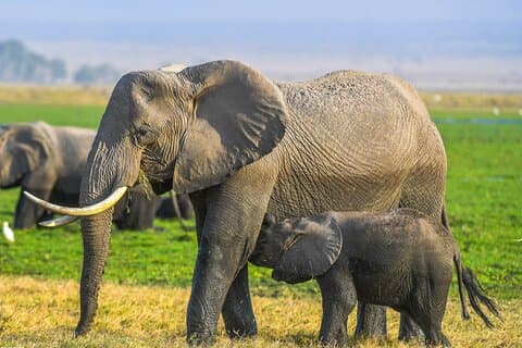 Luxe privé 3 jours Parc national d'Amboseli