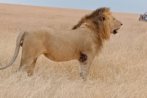 Excursão privada de 6 dias explorando o Parque Nacional Amboseli e Nakuru