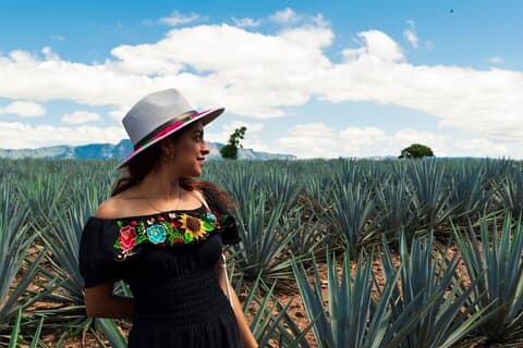 Tequila Full-Day Private Discovery Tour of Amatitan