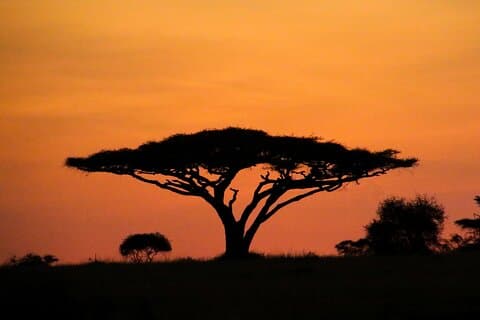 African Safari At Serengeti National Park