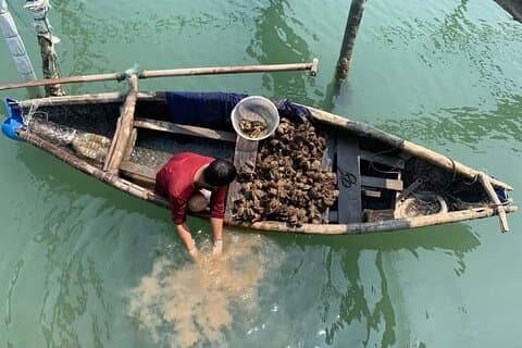 Vietnam/Lang Co Oyster Tour by Fishing & Tasting Oyster Flavors