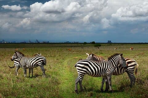 Nairobi-Nationalpark und Tagestour zum Giraffenzentrum