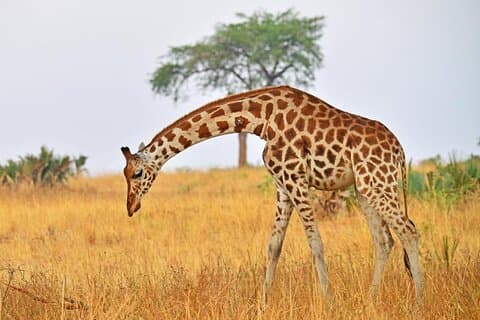 5-dagers privat tur i Big Five Kidepo Valley nasjonalpark