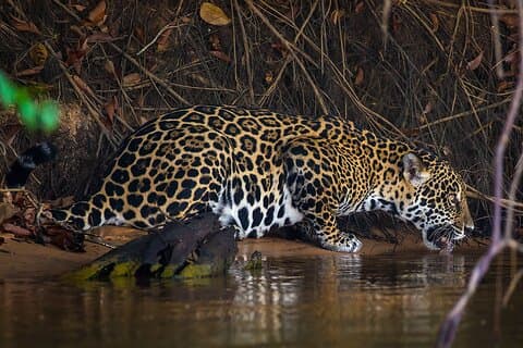 4-day Pantanal Tour with accommodation - Departing from Cuiaba