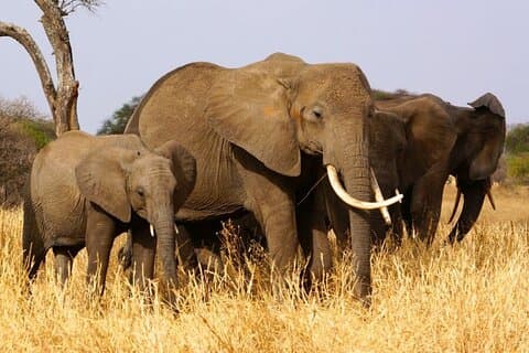 5 dagars privat Tarangire, Serengeti, Ngorongoro, Manyara Safaris