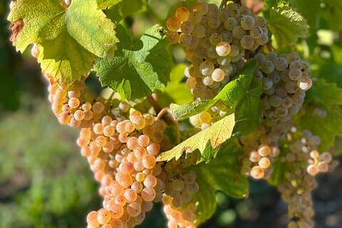 Wine Tour with private driver from Chamonix