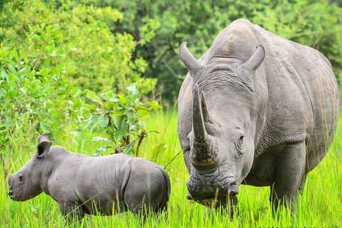 Explorar primatas: excursão de safári de 10 dias em Uganda