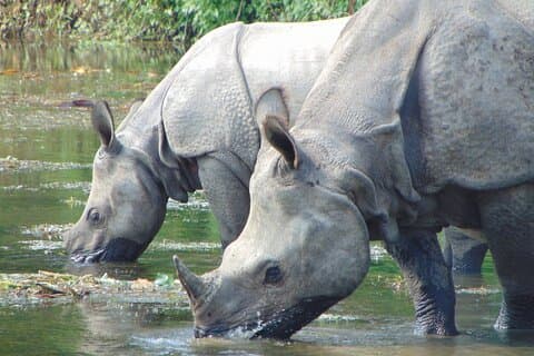 2 nachten 3 dagen Chitwan Jeep Safari-pakket