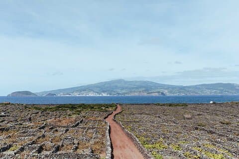 Private Pico Wine Tour (Half Day)