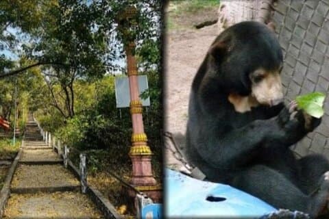Cambodia Wildlife Sanctuary and Countryside Tour