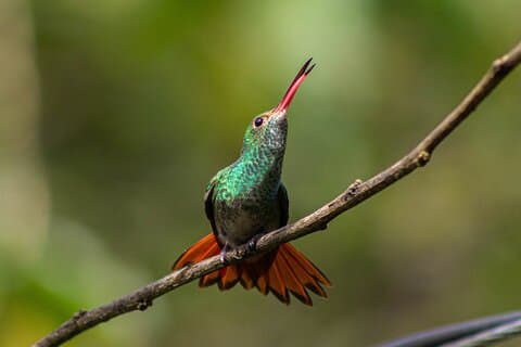 Mindo Cloud-Forest birdwatching e tour naturalistico