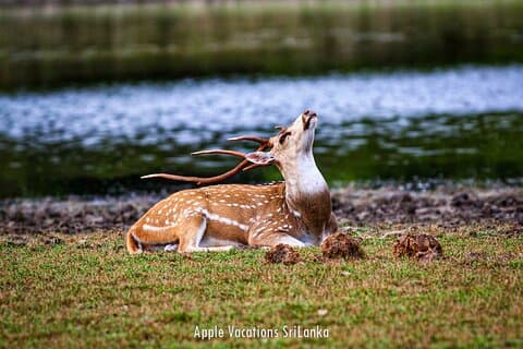 2 daagse tour naar Minneriya & Wilpattu National Park vanuit Colombo