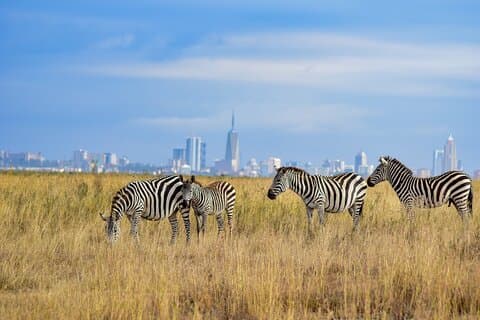 Halvdagssafari i Nairobi Nationalpark: Gør dig klar til naturen