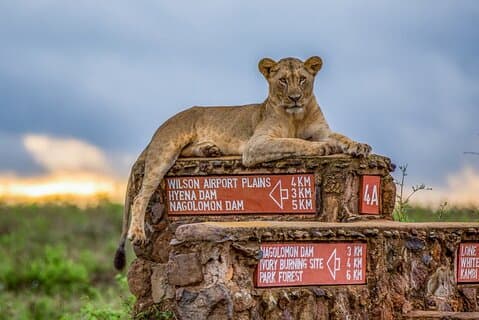 Privat tur til Nairobi National Park og Karen Blixen Museum