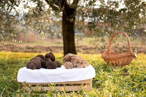Chasse privée à la truffe en Slovénie