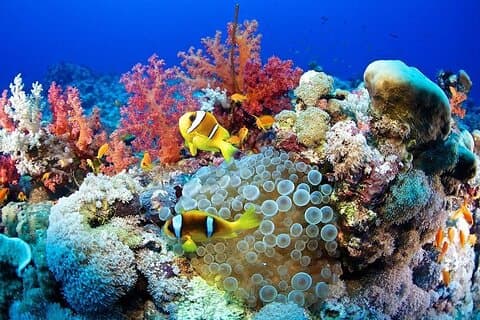 Excursão de mergulho de dia inteiro em Marsa Alam