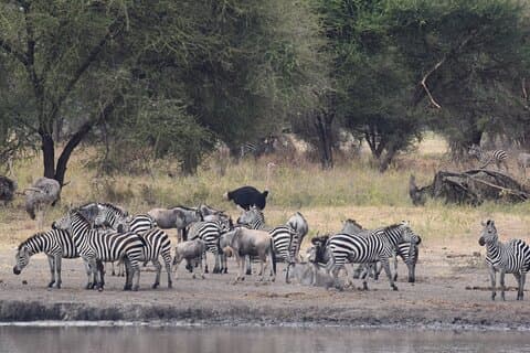 Viagem de ida e volta de 9 dias Serengeti-Grande Migração e Lago Natron