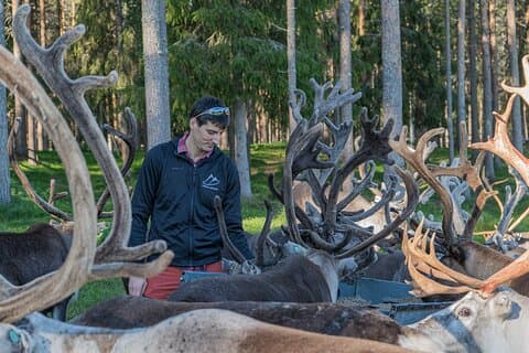 Rensdyrfarmoplevelse om sommeren og efteråret fra Rovaniemi