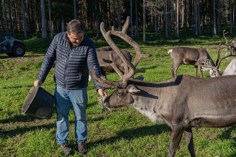 Upplev Renfarmen och Ranua Wildlife Park i Rovaniemi