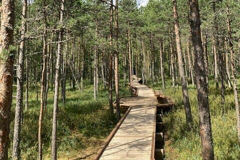 Caminata de 2,5 horas en el sendero del bosque Vaattunkikongas