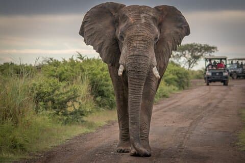 Tour condiviso di 5 giorni in Garden Route da Cape Town incluso Addo National Park