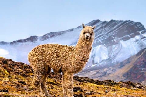 Vinicunca 7 Color Mountain Tour from Cusco