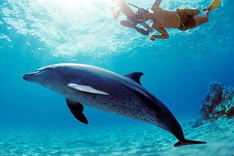 Dolphin House Snorkeling VIP Boat Trip & Lunch / Hurghada