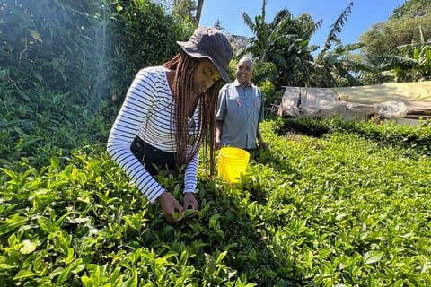 Atelier d'agro-tourisme de production de thé à Nandi Hills