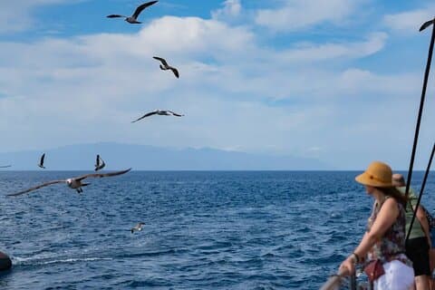 Esclusivo catamarano Freebird Whale & Dolphin a Masca da nord