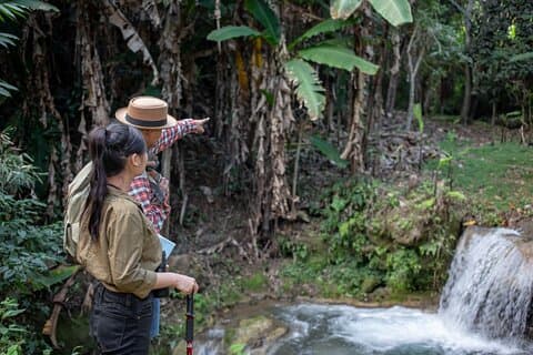 Heldags reddede elefantvandring med guidetur i Khaolak