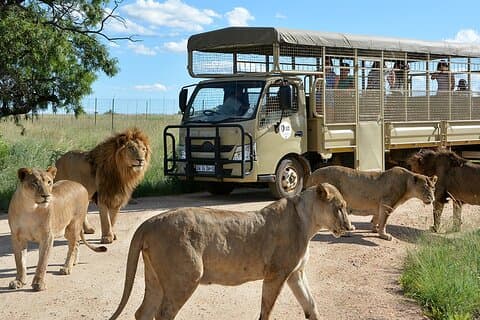 African Predators Safari, Unforgettable and Majestic.