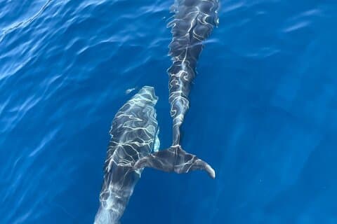 Blue Cave Tour med en speedboat-liten gruppe