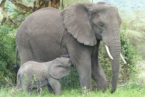 Tour privato di 5 giorni in Tanzania Wildlife Safari