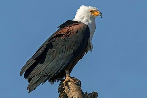 Excursão de observação de pássaros ao Parque Nacional de Nairóbi