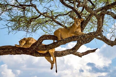 4. dag afrikansk safari.