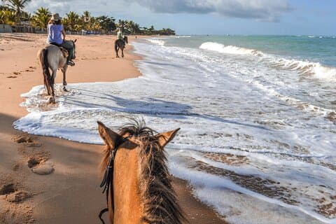 Cabalgata Palomino